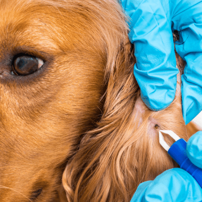 PET FLEA TREATMENT